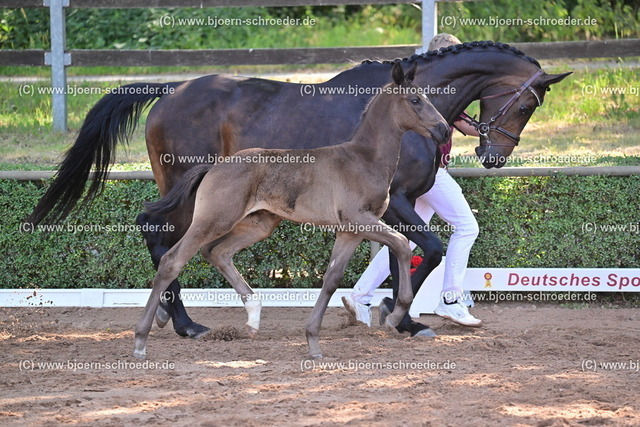 18_Ellis - Rock Forever I_812_2428 | Björn Schroeder Pferdefotografie