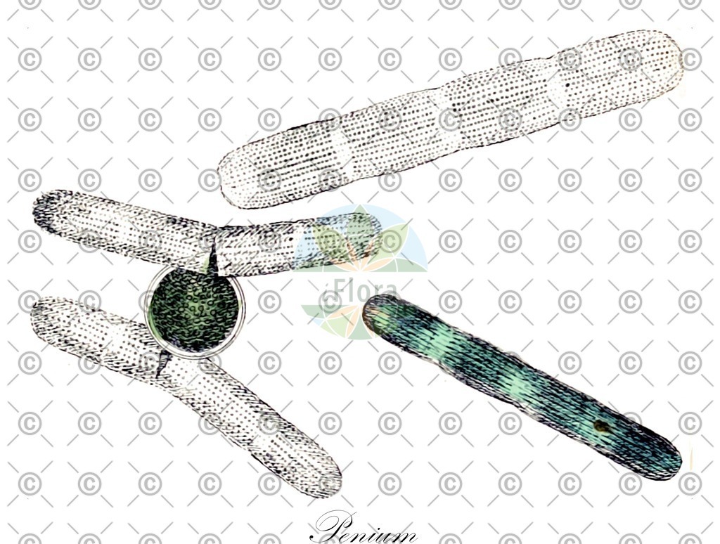 HistAbb_wfo-0000465390_1_ENZY_Simple | Historische Abbildung von Penium - Peniaceae (0) | Historical Illustration of Penium - Peniaceae (0)