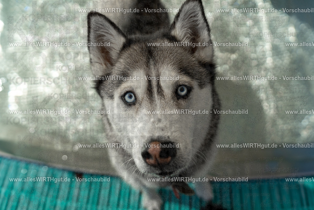 Hundeschwimmen_Volksbad_2026-allesWIRTHgut_Tierfotografie-2609061355-7R500973 | Professionelle Tierfotografie in Mönchengladbach von Daniel Wirth (allesWIRTHgut). Liebevolle & natürliche Bilder von Hunden & Katzen für unvergessliche Erinnerungen.