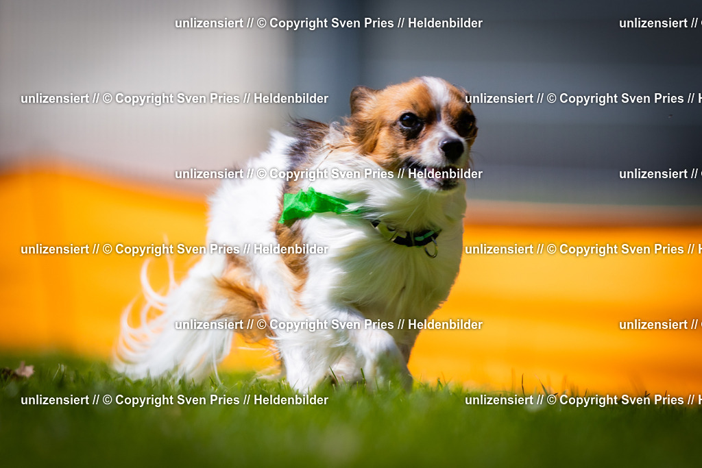 Sven Pries | 2025-08-10 - Hunderennen Durlach - Realisiert mit Pictrs.com