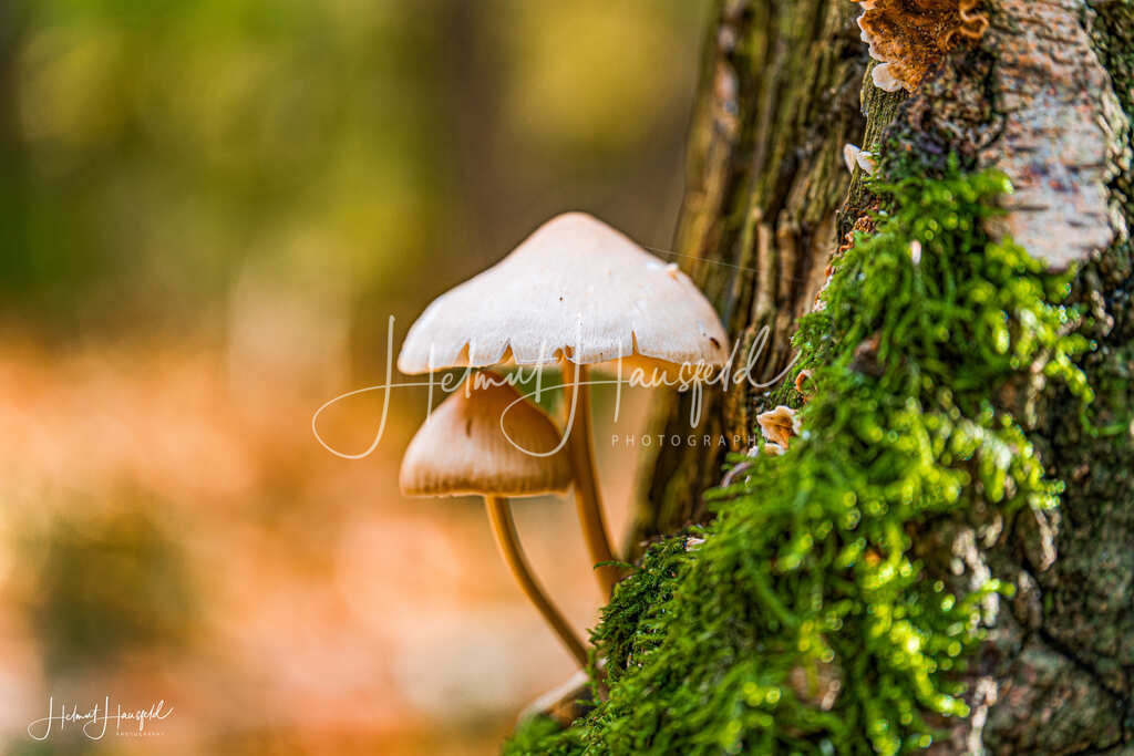 DSC04050 | Landschaftsfotografie, Naturfotografie - Realisiert mit Pictrs.com