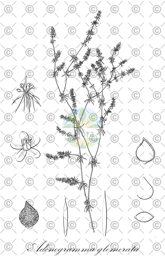 HistAbb_wfo-0000520187_2_ENZY_Simple | Historische Abbildung von Adenogramma glomerata - Molluginaceae | Historical Illustration of Adenogramma glomerata - Molluginaceae