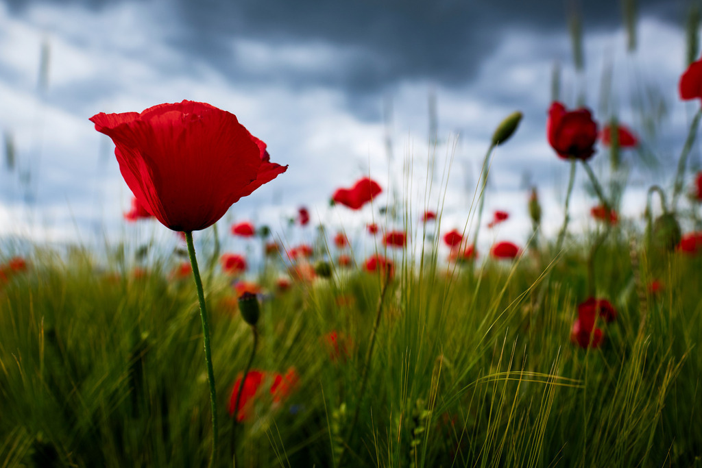 Mohnblumenfeld im Gegenlicht | Pfösing, Austria - May 30, 2020: Mohnblumenfeld im Gegenlicht. - Realisiert mit Pictrs.com