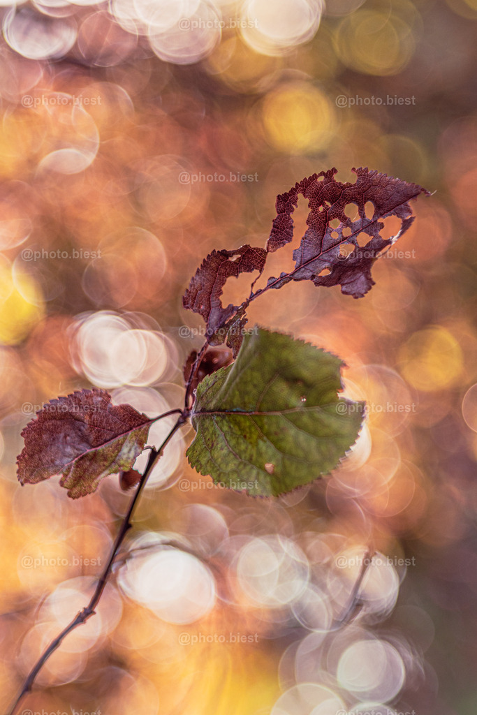 IMGC6583 | photobiest - Realisiert mit Pictrs.com