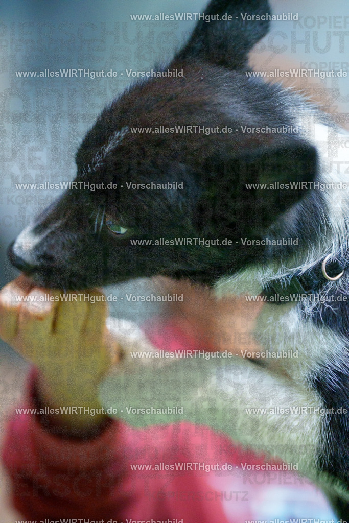 @allesWIRTHgut_Tierfotografie - www.allesWIRTHgut.de - 2604251311-7R503657 | Professionelle Tierfotografie in Mönchengladbach von Daniel Wirth (allesWIRTHgut). Liebevolle & natürliche Bilder von Hunden & Katzen für unvergessliche Erinnerungen.