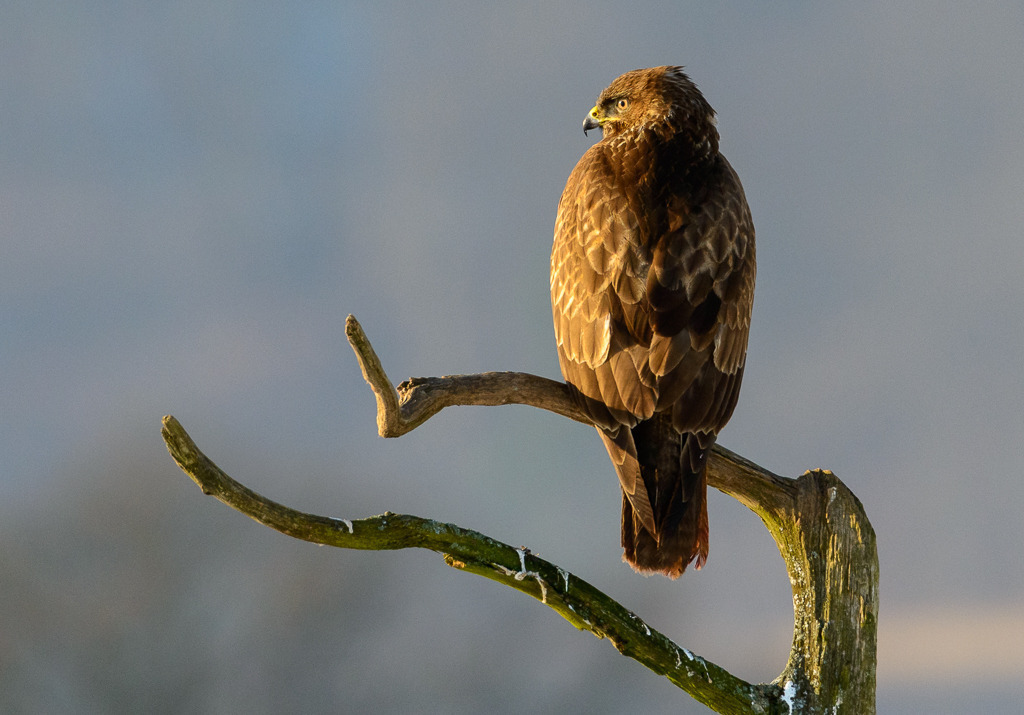 bussard-2018-043 | Ein Mäusebussard ist in der Nähe eines Köderplatzes tgelandet. Das Foto entstand in der Feldberger Seenlandschaft in Mecklenburg-Vorpommern. - Realisiert mit Pictrs.com