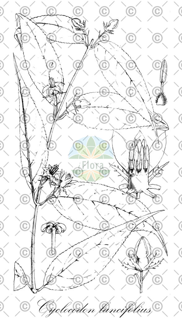 HistAbb_wfo-0001114193_1_ENZY_Simple | Historische Abbildung von Cyclocodon lancifolius - Campanulaceae | Historical Illustration of Cyclocodon lancifolius - Campanulaceae