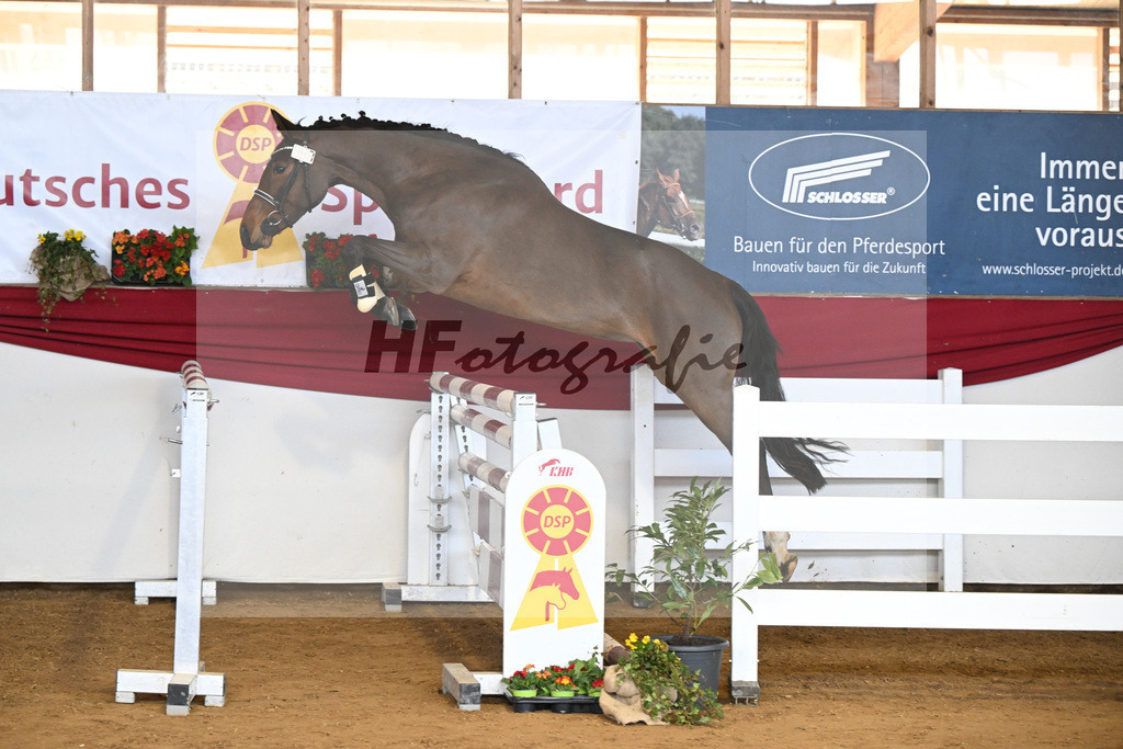 Kat-Nr. 7 Rieke v. Nohoval Z_Irl_16250767 | hf-fotografie - Realisiert mit Pictrs.com