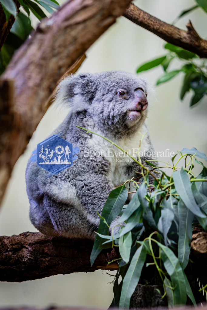 IMG_6838 | SportEventFotografie - Roman Stoiber