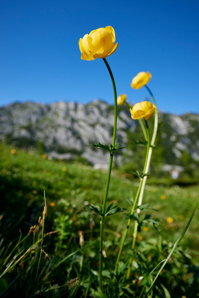 Trollblume vor Bergpanorama | Bad Mitterndorf, Austria - June 26, 2017: Trollblume vor Bergpanorama. - Realisiert mit Pictrs.com