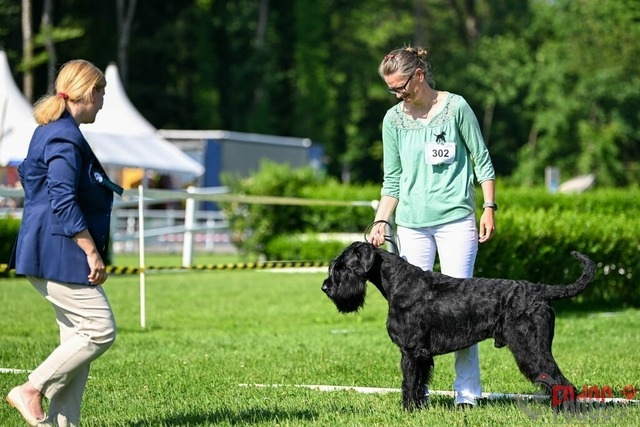 Dogshow CACIB Samstag in Aarau | Dogshow CACIB Samstag in Aarau. 24.06.2023 Foto: LeoWyden