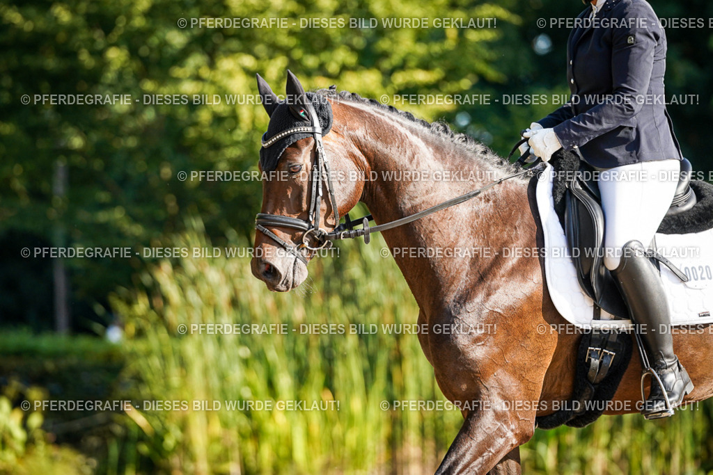 DSC08620 | Pferdegrafie