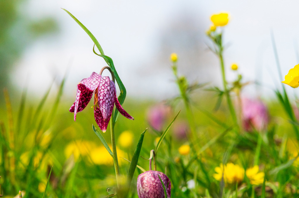 2022_04_30_SCHACHBLUMEN_DSC1681 | Hochwertig gedruckte Fotografien für die Wand, als Kalender und zum Verschenken. Hamburg & Norddeutschland und überall wo ich mit der Kamera unterwegs war.