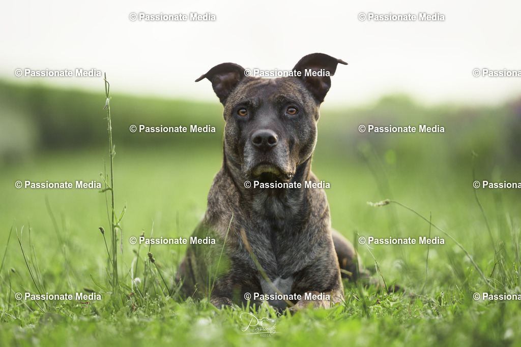 _DSC1851 | Passionate Media, dein Fotograf aus Brandenburg, Märkisch Oderland, im Bereich Motorsport, Autos und Motorräder sowie Events und auch Hunde. Shootings oder auch Eventbegleitungen können bei mir gebucht we