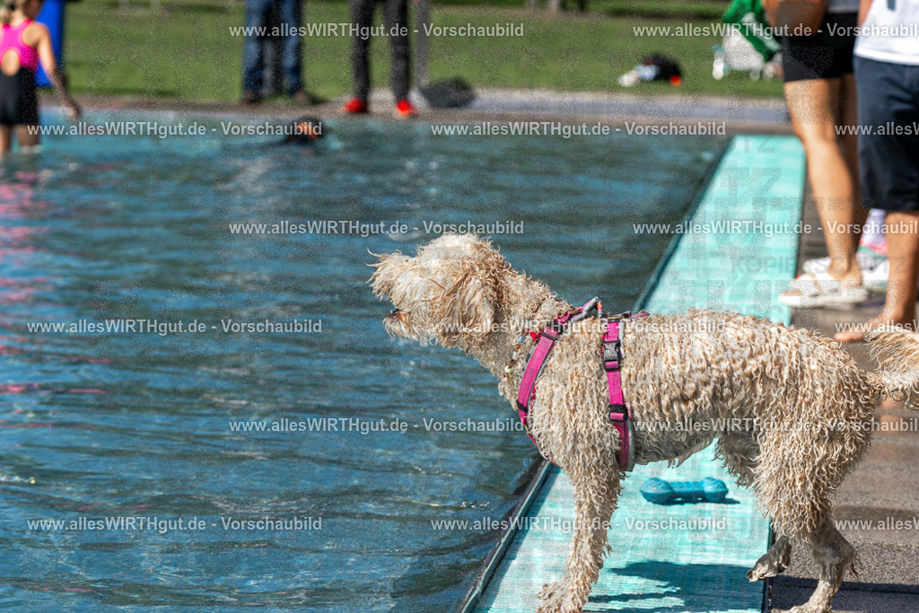 Hundeschwimmen_Volksbad_2026-allesWIRTHgut_Tierfotografie-2609061239-FAY06521 | Professionelle Tierfotografie in Mönchengladbach von Daniel Wirth (allesWIRTHgut). Liebevolle & natürliche Bilder von Hunden & Katzen für unvergessliche Erinnerungen.