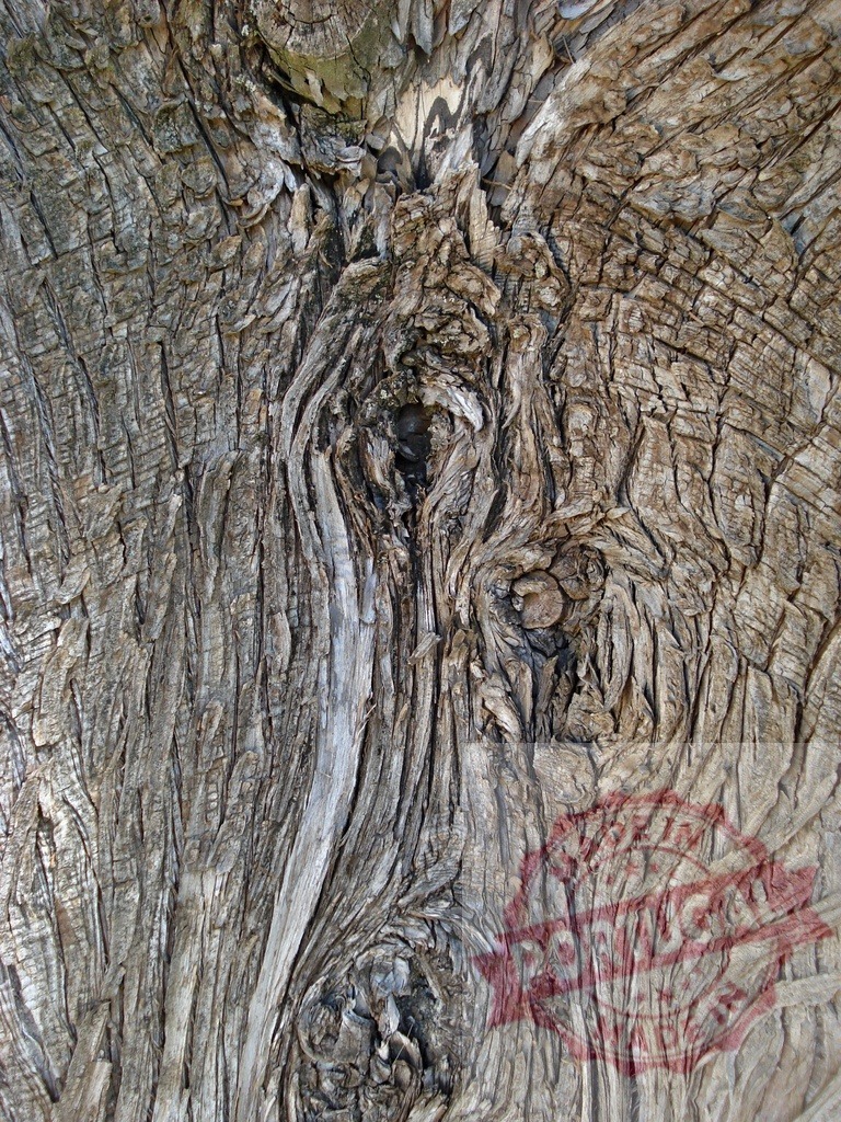 Textured bark of an old tree creating abstract patterns in nature | Intricate details of weathered tree bark showcasing the beauty of natural textures - Realisiert mit Pictrs.com