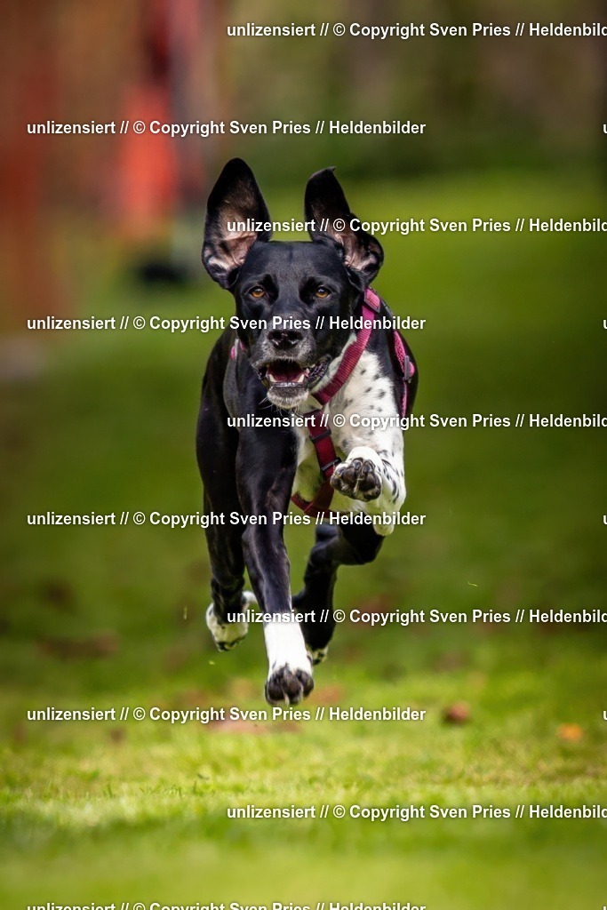 Sven Pries | 2024-09-22 - Hunderennen Baden-BadenPudelverein - Realisiert mit Pictrs.com