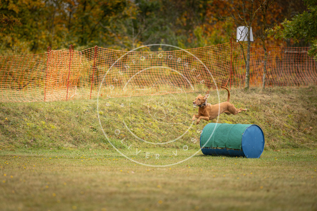 Pfotenfotografie_DV3A2664 | Hundefotografie, Tierfotograf, Pfotenfotografie, Fotoshooting Hund, Hunde Portrait, Hundesport, Hundeportraits, Heideshooting, Hunde, Sportfotograf, Hundefotograf, Turnierhundsport, THS,  - Realisiert mit Pictrs.com