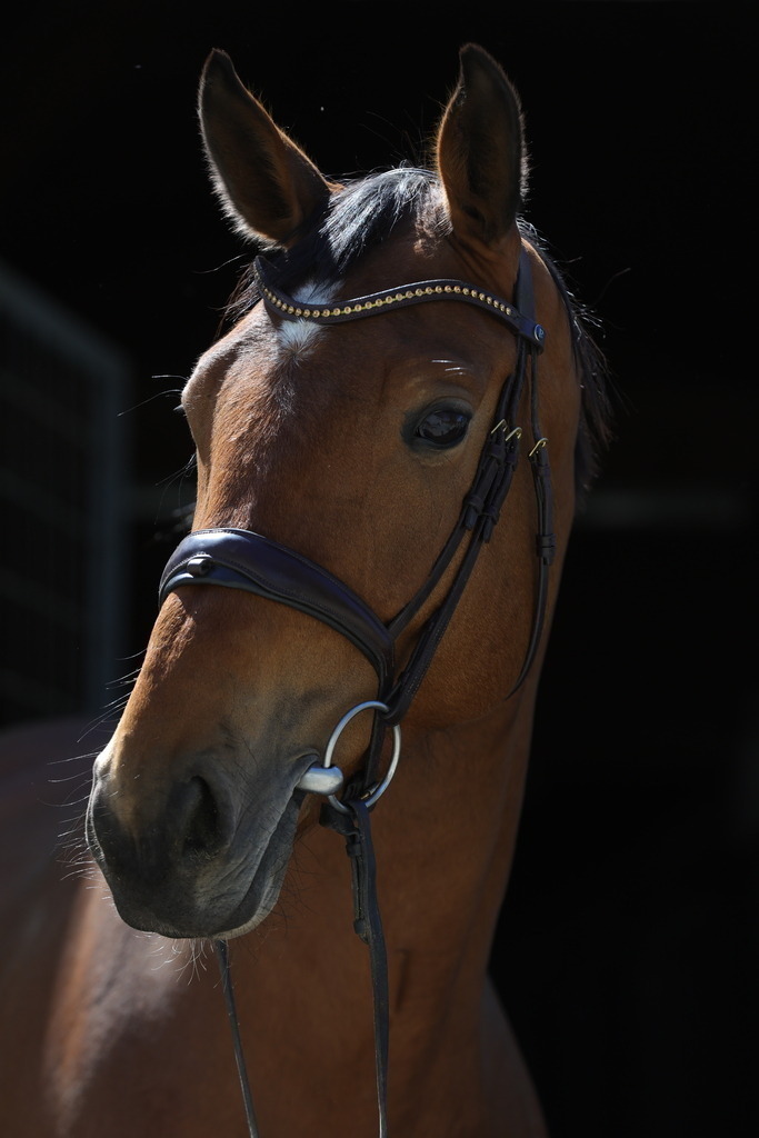 0P6A8905 | Willkommen bei Brunnmayr - Design & Fotografie – Ihrem Spezialisten für Reitturniere und Pferdeveranstaltungen in Oberösterreich, Salzburg und Bayern! Seit über 17 Jahren sind wir leidenschaftlich dabei.