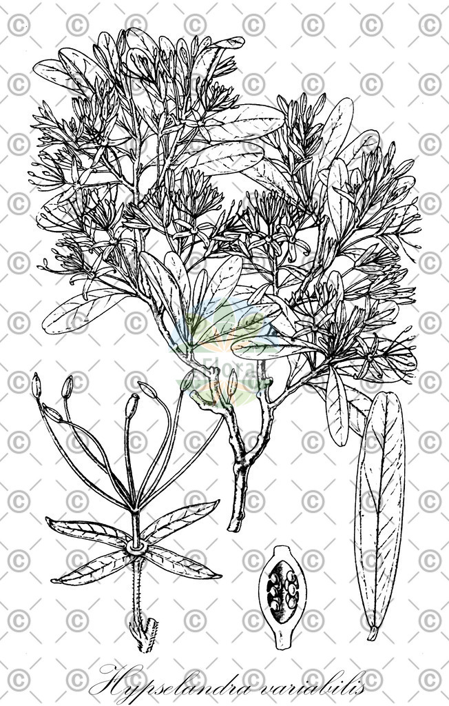 HistAbb_wfo-0000728705_1_ENZY_Simple | Historische Abbildung von Hypselandra variabilis - Capparaceae | Historical Illustration of Hypselandra variabilis - Capparaceae