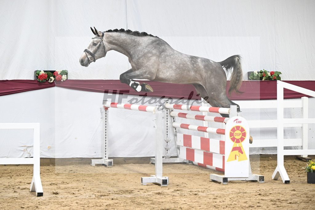 Kat-Nr. 76 Emerald van het Ruytershof x Clarimo_Vogel u Will Equestrian GmbH_47252694 | hf-fotografie - Realisiert mit Pictrs.com