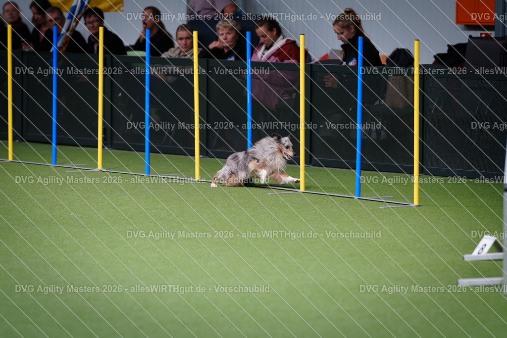 allesWIRTHgut_Tierfotografie-DVG_Agility_Masters_2026-12_09-7R507453 | Professionelle Tierfotografie in Mönchengladbach von Daniel Wirth (allesWIRTHgut). Liebevolle & natürliche Bilder von Hunden & Katzen für unvergessliche Erinnerungen.