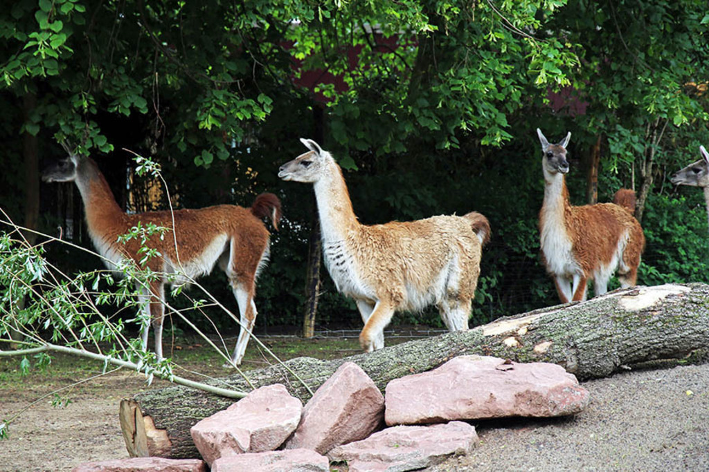 Foto: Leipzig - Zoo | Das Team hinter BILDLEXIKON LEIPZIG bündelt historische wie aktuelle Informationen über die Stadt Leipzig in Text und Bild auf einer Plattform und stellt diese der interessierten Öffentlichkeit zur Verfügung.