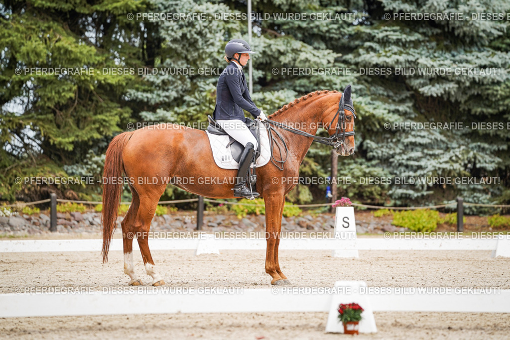 DSC04810 | Pferdegrafie