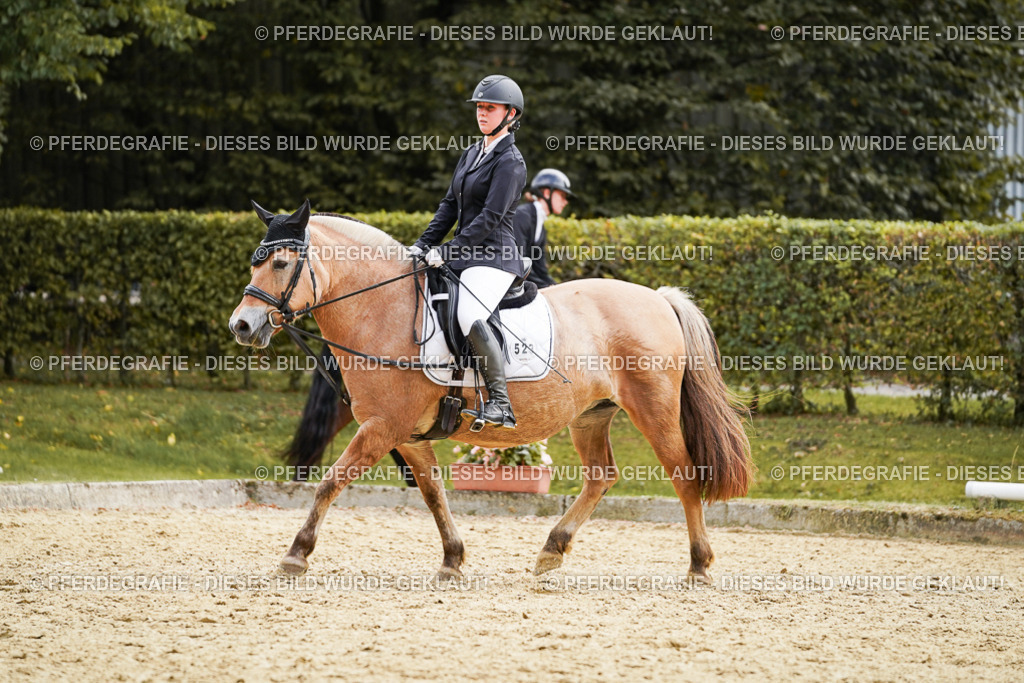 DSC01173 | Pferdegrafie