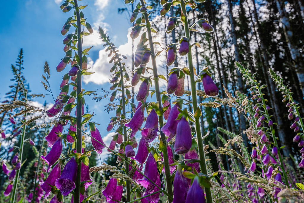 Fingerhut | Fingerhut auf eine Waldlichtung - Realisiert mit Pictrs.com