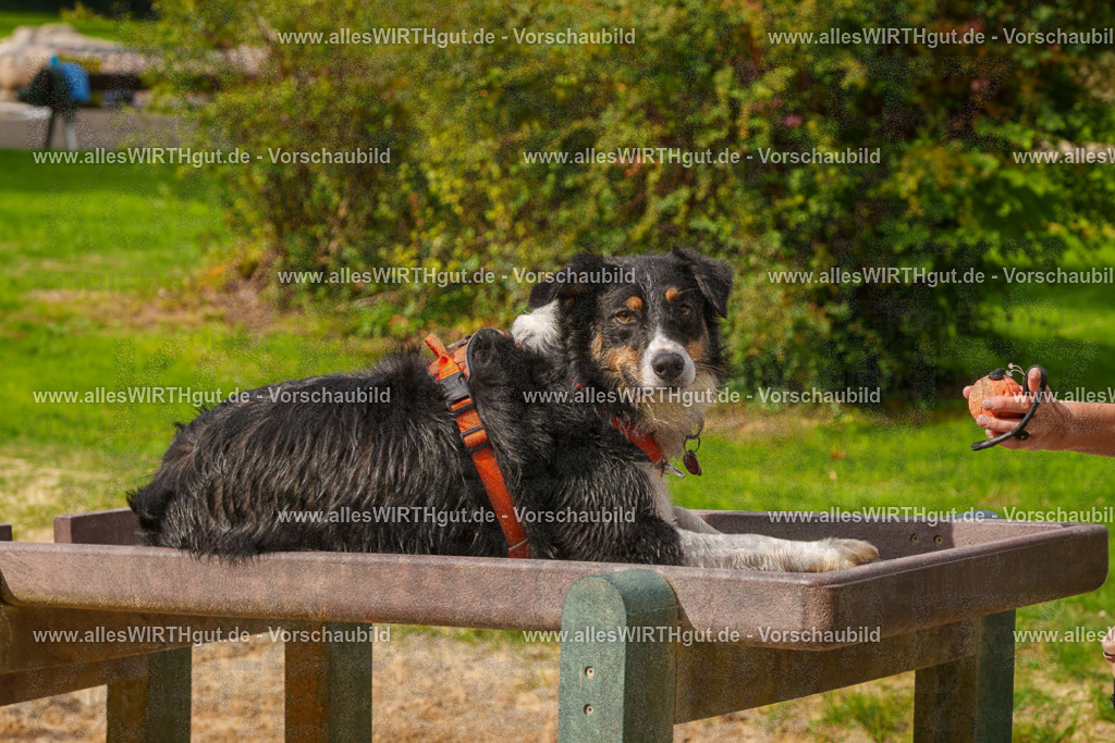 Hundeschwimmen_Grefrath_2026-allesWIRTHgut_Tierfotografie-11_57-FAY08462 | Professionelle Tierfotografie in Mönchengladbach von Daniel Wirth (allesWIRTHgut). Liebevolle & natürliche Bilder von Hunden & Katzen für unvergessliche Erinnerungen.