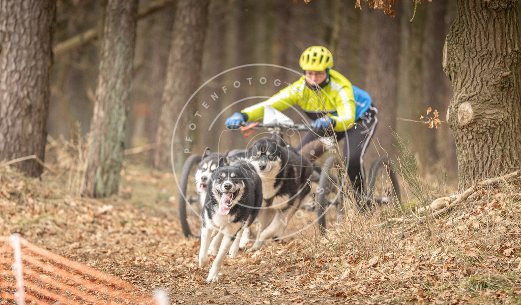 Pfotenfotografie_DV3A4837 | Hundefotografie, Tierfotograf, Pfotenfotografie, Fotoshooting Hund, Hunde Portrait, Hundesport, Hundeportraits, Heideshooting, Hunde, Sportfotograf, Hundefotograf, Turnierhundsport, THS,  - Realisiert mit Pictrs.com