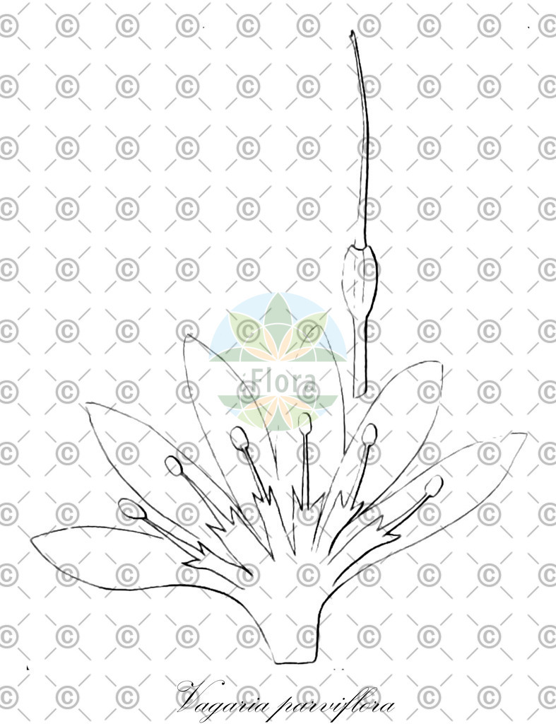 HistAbb_EMP_99526_1_SIMPLE | Historische Abbildung von Vagaria parviflora - Amaryllidaceae | Historical Illustration of Vagaria parviflora - Amaryllidaceae