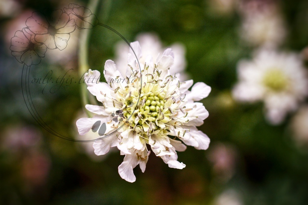 IMG_4221-01 | only.this.little.world - Realisiert mit Pictrs.com