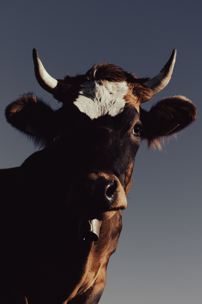 Die Kuh | Ich bin ein Fotograf aus Berlin und fotografiere aus Spaß an der Freude :) Meinen Motiven setze ich keine thematischen Grenzen. Somit bin ich beispielsweise in der Tierfotografie, Landschaftsfotografie, Sportfotografie sowie Streetphotography anzutreffen.