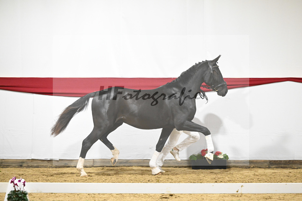 Kat-Nr. 70 v. DSP Bohemian_Kircher-Eckardt_63222006 | hf-fotografie - Realizzato con Pictrs.com