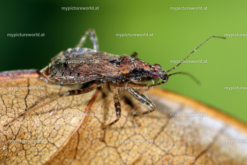 Himacerus mirmicoides-013 | Das Bilderarchiv über Tiere, Planzen und Landschaften. In der Bilddatenbank finden Sie ein große Auswahl an hochwertigen Bilder für Ihre Werbung - Realisiert mit Pictrs.com