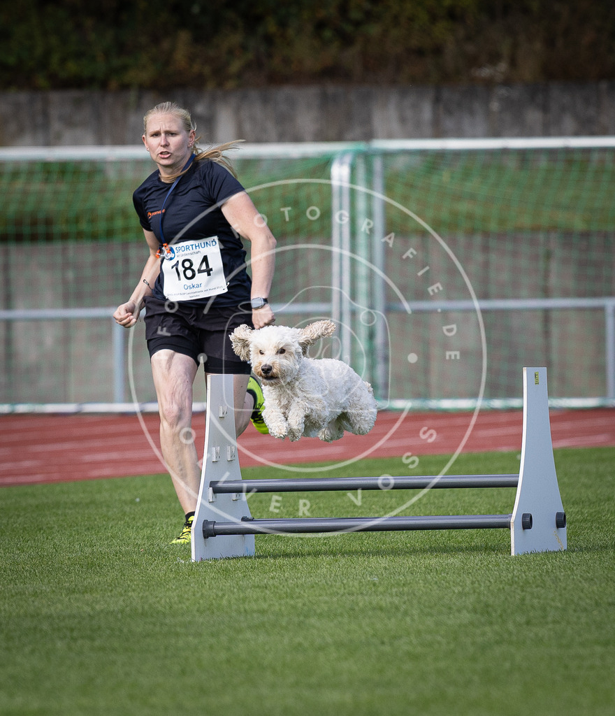 Pfotenfotografie_DV3A0317 | Hundefotografie, Tierfotograf, Pfotenfotografie, Fotoshooting Hund, Hunde Portrait, Hundesport, Hundeportraits, Heideshooting, Hunde, Sportfotograf, Hundefotograf, Turnierhundsport, THS,  - Realisiert mit Pictrs.com