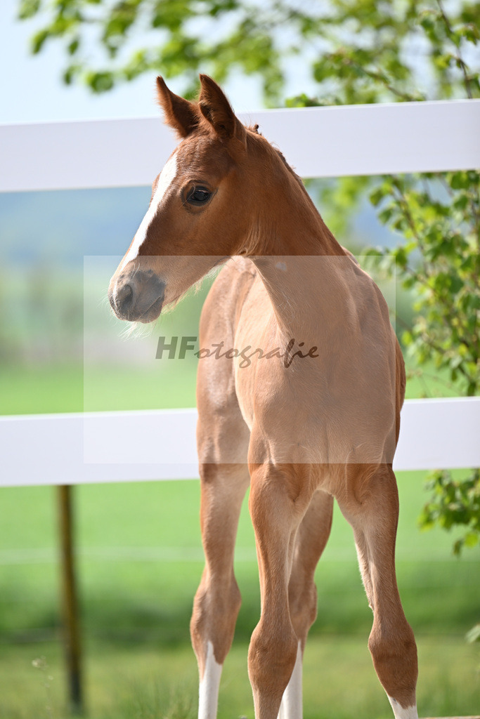 Kat-Nr. 11 HF Kannan x Conthargos_Riehm_23260310 | hf-fotografie - Realisiert mit Pictrs.com