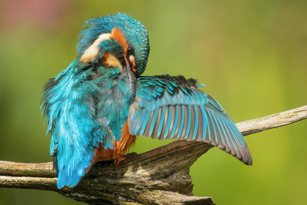 Wandbild - Schillernde Pracht: Eisvogel bei der Gefiederpflege | Das Bild zeigt einen Eisvogel (Alcedo atthis) in einem intimen Moment der Gefiederpflege. Der Vogel sitzt auf einem Ast und hat seine leuchtend blauen und orangefarbenen Federn weit aufgefächert. Mit dem Schnabel zupft er sorgfältig an seinen Federn, um sie zu reinigen und zu ordnen. Der unscharfe Hintergrund in sanften Grüntönen lässt die prächtigen Farben des Eisvogels noch intensiver hervortreten und betont die filigrane Schönheit seines Gefieders. Dieses Bild fängt die Eleganz und Anmut dieses kleinen Vogels in einem ruhigen Moment ein und lädt den Betrachter ein, die Details seiner Federn aus nächster Nähe zu bewundern.