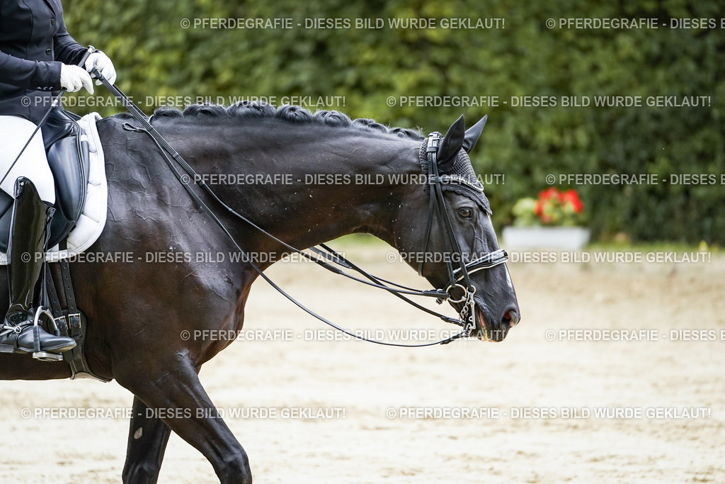 DSC09485 | Pferdegrafie