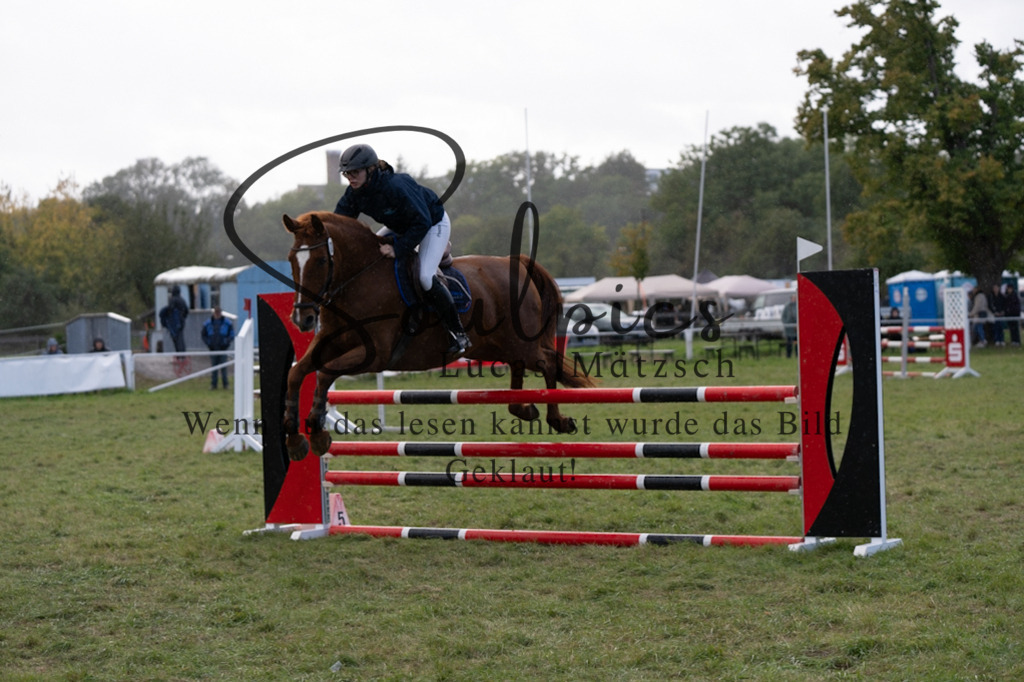 A7V06917 | Pferdefotograf