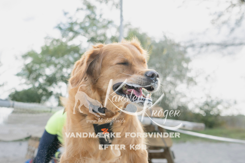 1352_ZZ98490 | kk-dogfotos