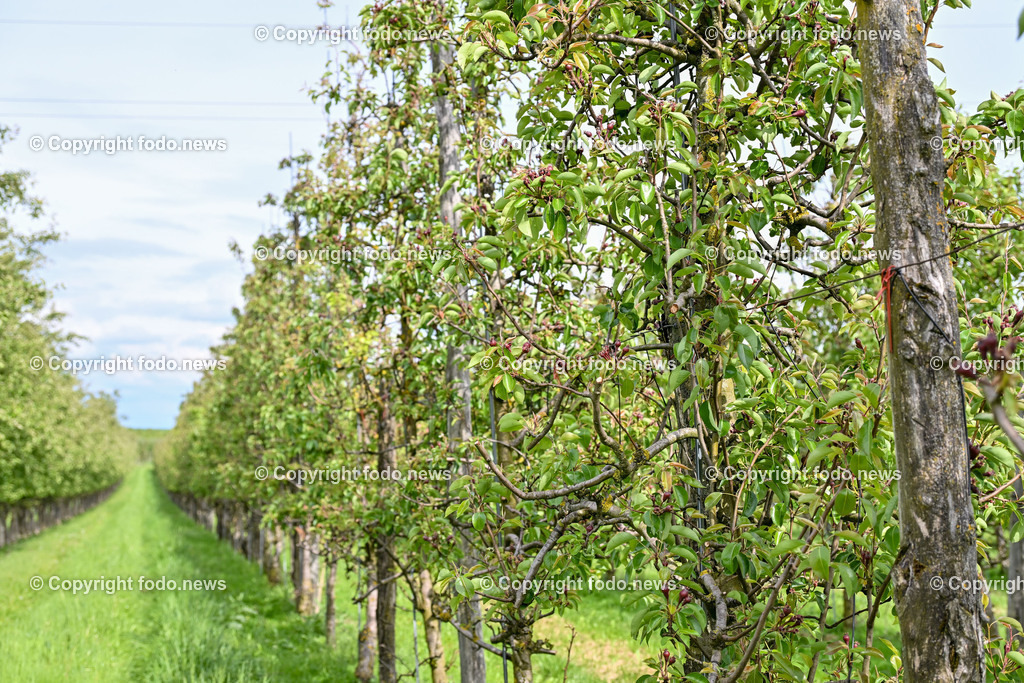 Thening_ Obstbauer Hirschvogel_ 07.05.2024-3 | 07.05.2024, Thening, AUT, Obstbauer Hirschvogel, im Bild Birnen, Obstbaeume