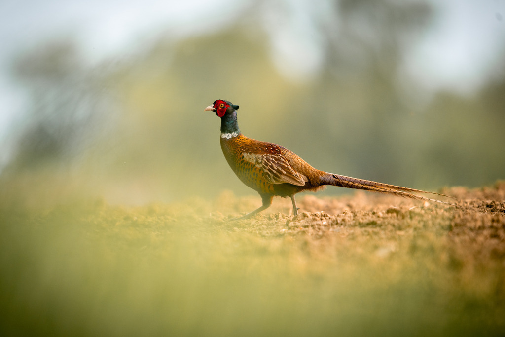 DSC_2417-5 | Ich bin Fotograf aus Neuburg an der Donau und spezialisiere mich auf Wildlife-Fotografie, Landschaftsaufnahmen und Portraits.Ob Hochzeit, Familienbilder oder Naturaufnahmen – ich fange echte Momente ein, die bleiben. 