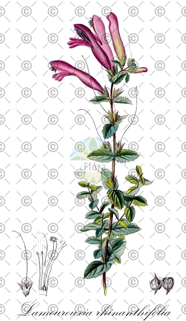 HistAbb_EMP_7720858_1_SIMPLE | Historische Abbildung von Lamourouxia rhinanthifolia - Orobanchaceae | Historical Illustration of Lamourouxia rhinanthifolia - Orobanchaceae