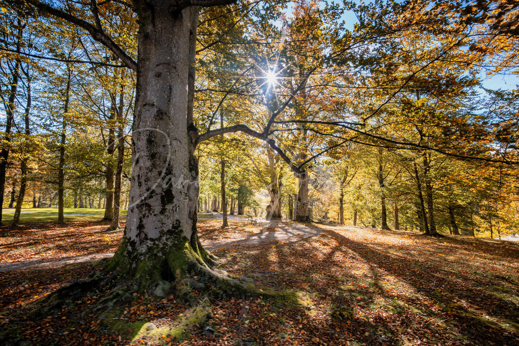 DSC00686 | Professioneller Fotograf - Bildbestellung online - Wandbilder vom Profi für ihr Zuhause, Büro, Praxis, Firma - große Auswahl an Materialien und Formaten, über 1400 regionale Motive
