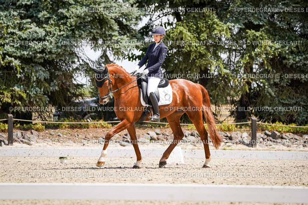 DSC01202 | Pferdegrafie