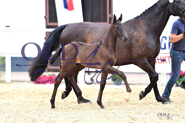 62 DE433330492023 FRE Vivaldos - Dante Weltino - Argentinus_DSC_7318 Kopie | <meta name="description" content="★Offizieller Merchandise und Foto-/Videostore des Oldenburger Verbandes.★ ✅Jetzt auch digital Ausdrucke erhältlich." />
<meta name="keywords" content="Merchandise Foto-/Videostore Oldenburger Verband Photographie 