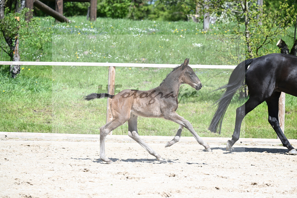 Foundation x Soliman de Hus_HF_Engbert_11240424 | hf-fotografie - Realisiert mit Pictrs.com